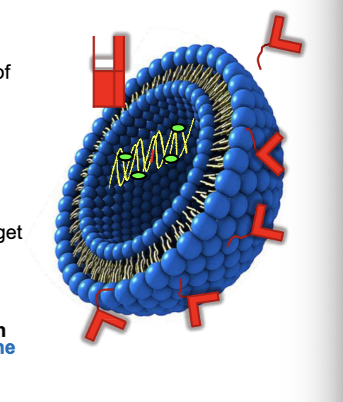 <ul><li><p><strong>PEGylated liposomes</strong></p><ul><li><p>PEG (improved PK/PD) improves the half life of liposomes</p></li></ul></li><li><p><strong>transferrin-conjugated liposome</strong></p><ul><li><p>transferrin can binds <strong>transferrin receptors</strong> found on human cells</p></li></ul></li><li><p><strong>antibody modified liposomes</strong></p><ul><li><p>antibody coating for <strong>specificity </strong></p></li></ul></li><li><p><strong>adding a sendai (HVJ) viral proteins</strong></p><ul><li><p>allows DNA to escape the endosome intact by disrupting endosomal membrane</p></li></ul></li><li><p><strong>DNA binding proteins </strong>(HMG-1 high mobility group 1 protein)</p><ul><li><p>to target foreign DNA into nucleus</p></li></ul></li><li><p>nuclear localizing sequence (<strong>NLS</strong>) within DNA</p></li><li><p>as a <strong>wide range of DNA</strong> encoding both small or large proteins can be accommodated → <strong>liposomes offer very versatile option for gene delivery</strong></p></li></ul><p></p>
