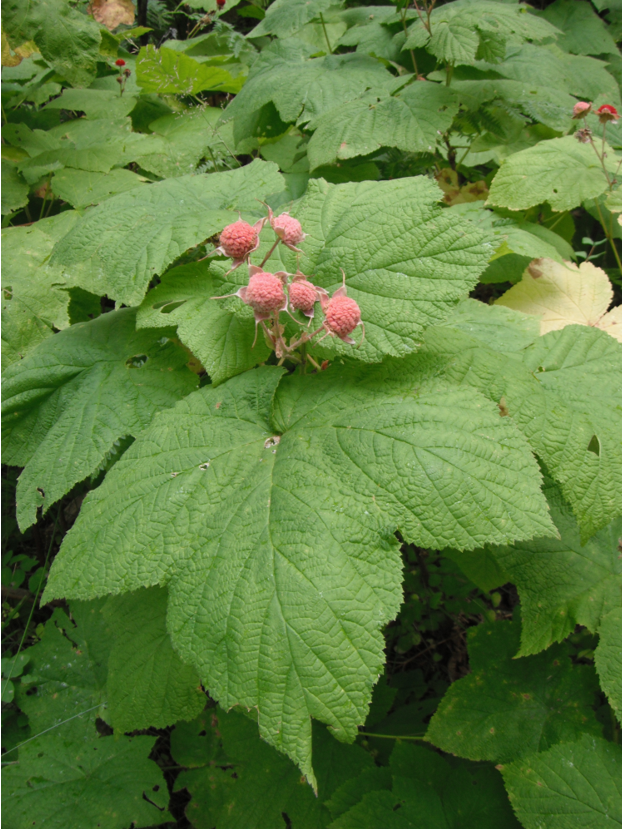 <p>Thimbleberry</p>