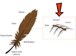 <p>feather anatomy </p>