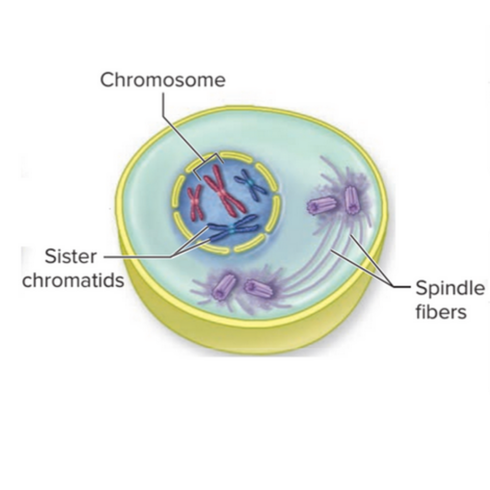 <p>What phase of mitosis is this?</p>