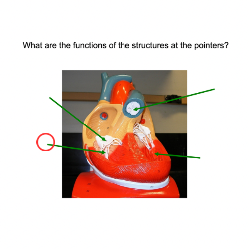 term image