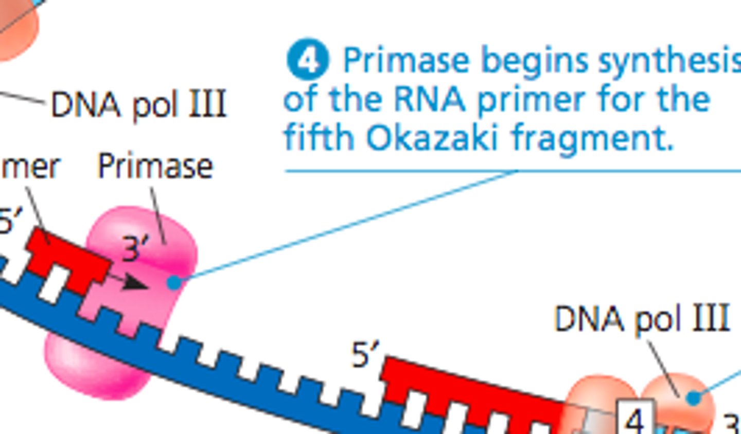 <p>Primase</p>