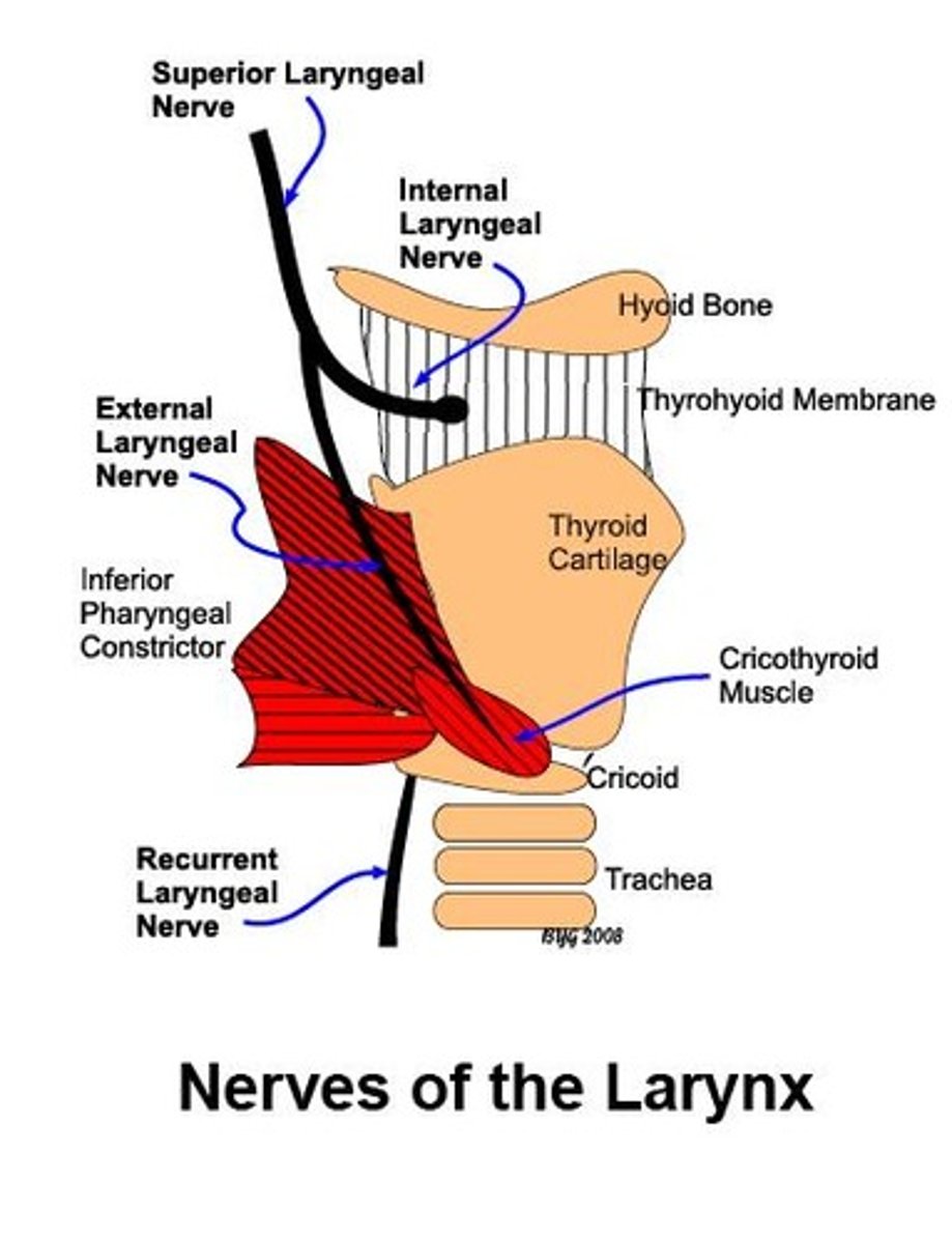 <p>External Laryngeal Nerve from Vagus (CN X)</p><p>Tenses vocal cords</p>