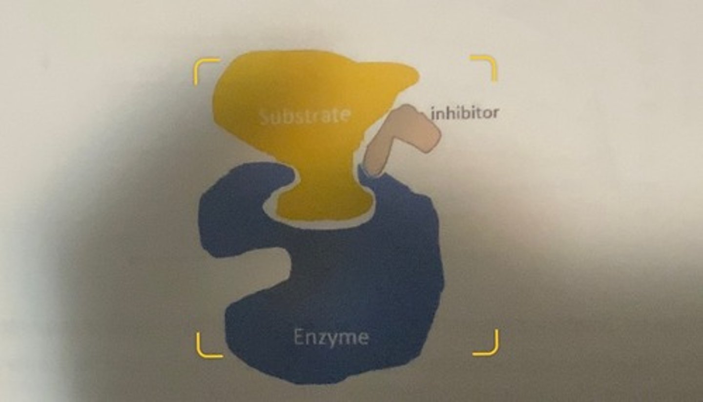 <p>-inhibitors that can only bind to the enzyme after substrate is bound.</p><p>-the binding of these inhibitors is probably highly variable and depends upon a conformational change in the enzyme that occurs when substrate is bound that creates a new binding site for the inhibitor.</p>