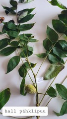 Juglans cinerea