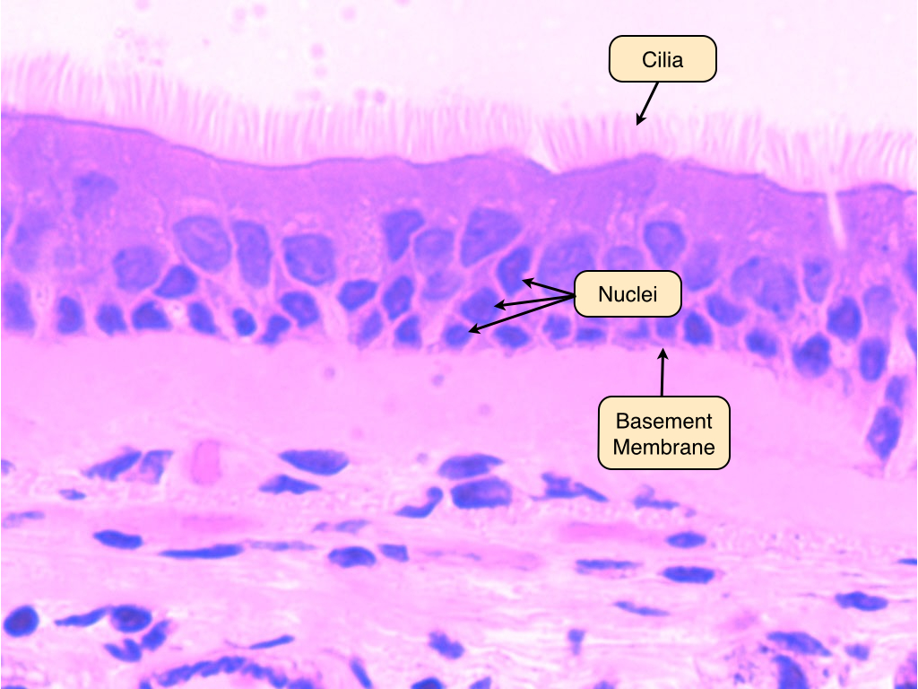 <ul><li><p>A single layer of cells, but appears to be multiple layers</p><ul><li><p>• All cells contact the basement membrane, but not all reach the free surface</p></li></ul></li><li><p>Can be ciliated or non-ciliated</p></li><li><p>Lines airways of the respiratory tract, lines glands, and ducts</p></li></ul>