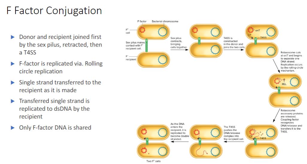 <p>In 1952 William Hayes demonstrated that the gene transfer observed by Lederberg and Tatum was unidirectional. That is, there were definite donor (F*, or fertile) and recipient (F&quot;, or nonfertile) strains, and gene transfer was nonreciprocal. He also found that in F × F¯ mating, the progeny were only rarely changed with regard to auxotrophy (i.e., chromosomal genes usually were not transferred). However, F&quot; strains frequently became -These results are now understood and readily explained in the following way. An F* strain contains an extrachromosomal F factor carrying the genes for sex pilus formation and plasmid transfer. The sex pilus is used to establish contact between the F* and F cells (figure 12.18). Once contact is made, the pilus retracts, bringing the cells into close physical contact. The F* cell prepares for DNA transfer by assembling a type IV secretion system, using many of the same proteins in the sex pilus membrane-spanning structure (figure 12.19). The term sex pilus refers to the extracellular structure, while the membrane-bound components are termed the type IV secretion system (T4SS). Although the two structures share polypeptide components and have complementary roles in conjugation, pilus formation and DNA transfer are independent processes.</p><ul><li><p>(image below) F Factor-Mediated Conjugation. The F factor encodes proteins for building the sex pilus and the type IV secretion (T4SS) system that anchors the donor to the F recipient and transfers DNA. One protein, the coupling factor (CF), escorts the DNA to the T4SS. During F* * F conjugation, only the F factor is transferred because the plasmid is extrachromosomal. The recipient cell becomes F</p></li></ul>