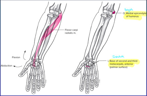 Base of 2nd metacarpal bone and a slip to base of 3rd metacarpal