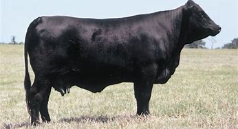 Composite Breed

Origin: US (Louisiana)

Color: solid black

Polled

5/8 Angus and 3/8 brahman

quick growth and mothering

medium calves and heavy wearing weight