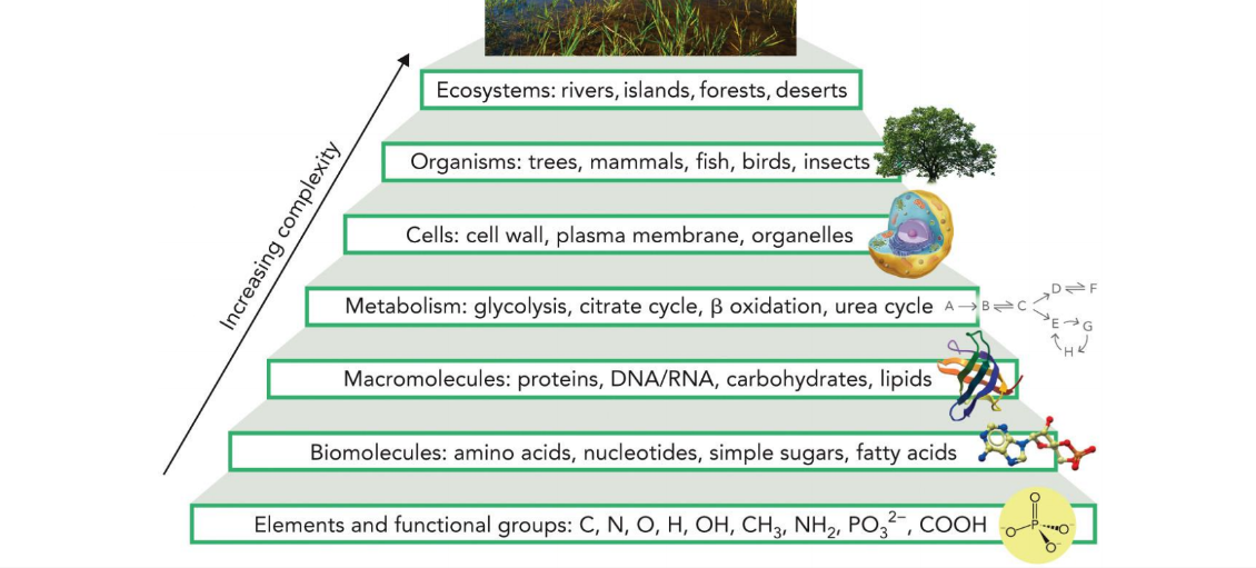 <p>elements and functional groups → biomolecules → macromolecules → metabolism → cells → organisms → ecosystems </p>