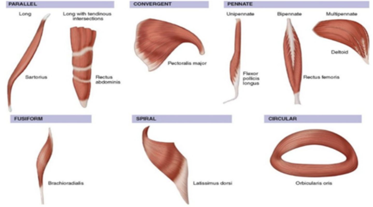 <p>1. Parallel</p><p>2. Convergent</p><p>3. Pennate</p><p>4. Fusiform</p><p>5. Spiral</p><p>6. Circular</p>