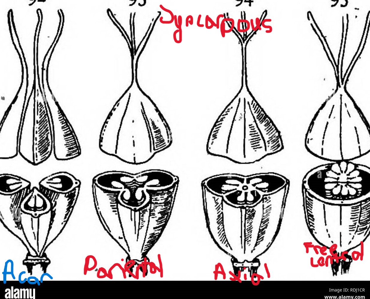 <p>type of syncarpous flower where pistils are found in the side of the wall </p><p>ex: pumpkin</p>