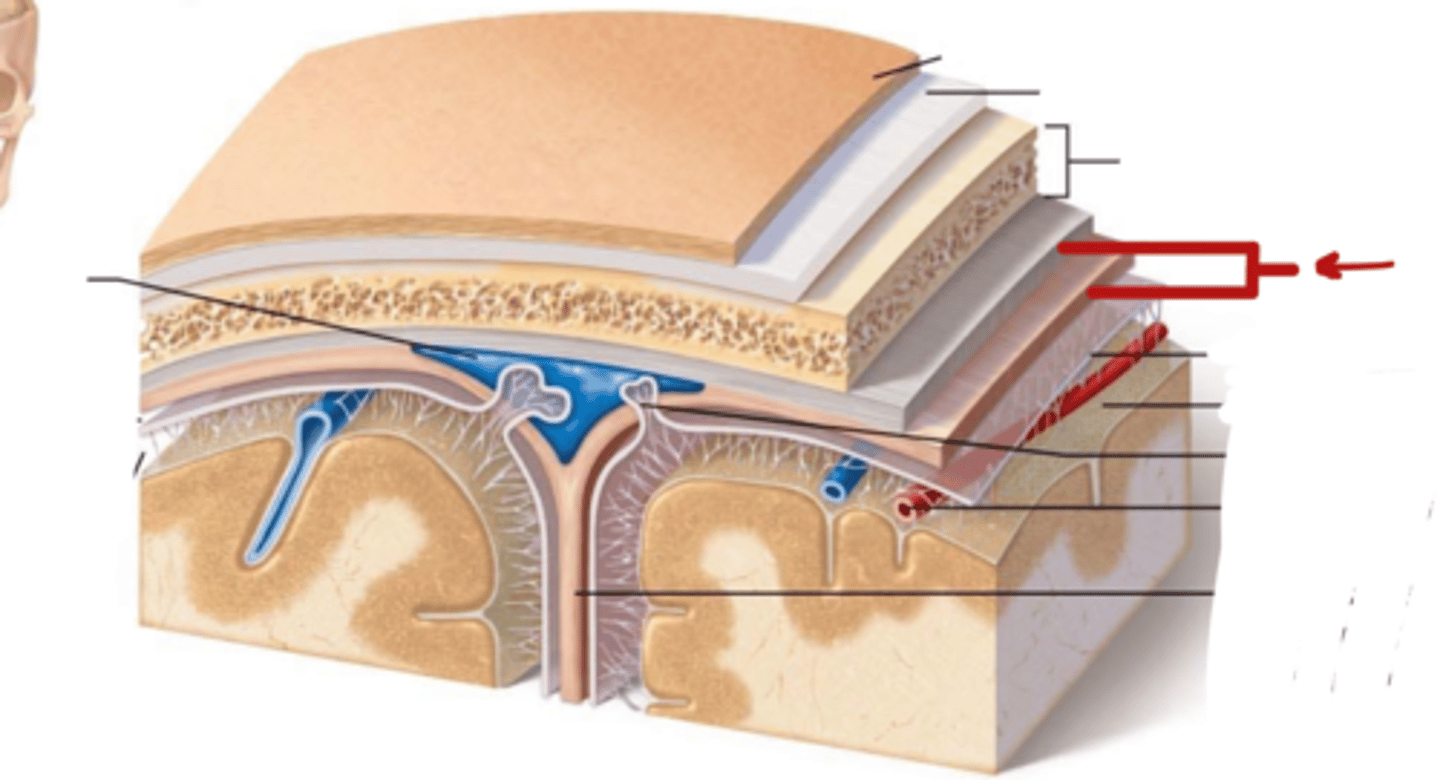 <p>Dura Mater</p>
