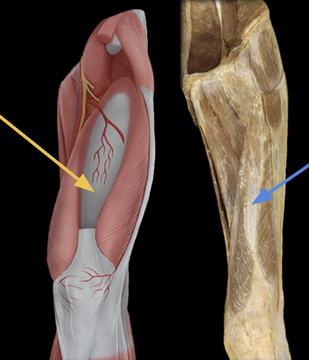 <p>identify + state origin, insertion, action, innervation of marked structure</p>