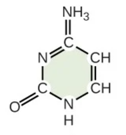 <p>C; pyrimidine; nitrogenous base</p>