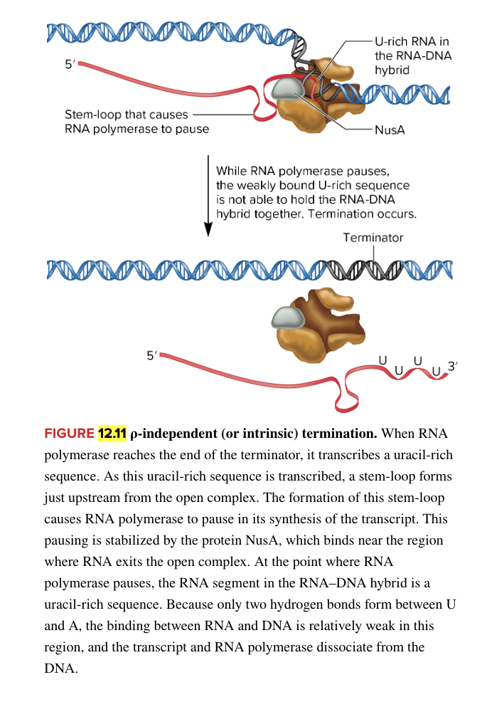 <ul><li><p>end of RNA synthesis </p></li><li><p>occurs when short RNA-DNA hybrid of the open complex is forced to separate</p><ul><li><p>this releases RNA polymerase and newly made RNA</p></li></ul></li><li><p>E. coli has 2 diff mechanisms</p><ul><li><p>rho-dependent</p><ul><li><p>requires protein ρ (rho)</p></li></ul></li><li><p>rho independent (intrinsic) termination</p><ul><li><p>does not require ρ (rho) protein</p></li><li><p>facilitated by 2 sequences in RNA</p><ul><li><p>stem loop structure upstream of uracil rich sequence</p><ul><li><p>causes RNA polymerase to pause synthesis of RNA</p></li></ul></li><li><p>uracil rich sequence at 3’ end of RNA</p><ul><li><p>while RNA polymerase pauses, weakly bound U rich sequence can’t hold RNA-DNA hybrid together (leads to dissociation of the RNA pol and new RNA transcript from the DNA template)</p><p></p></li></ul></li></ul></li></ul></li></ul></li></ul><p></p>
