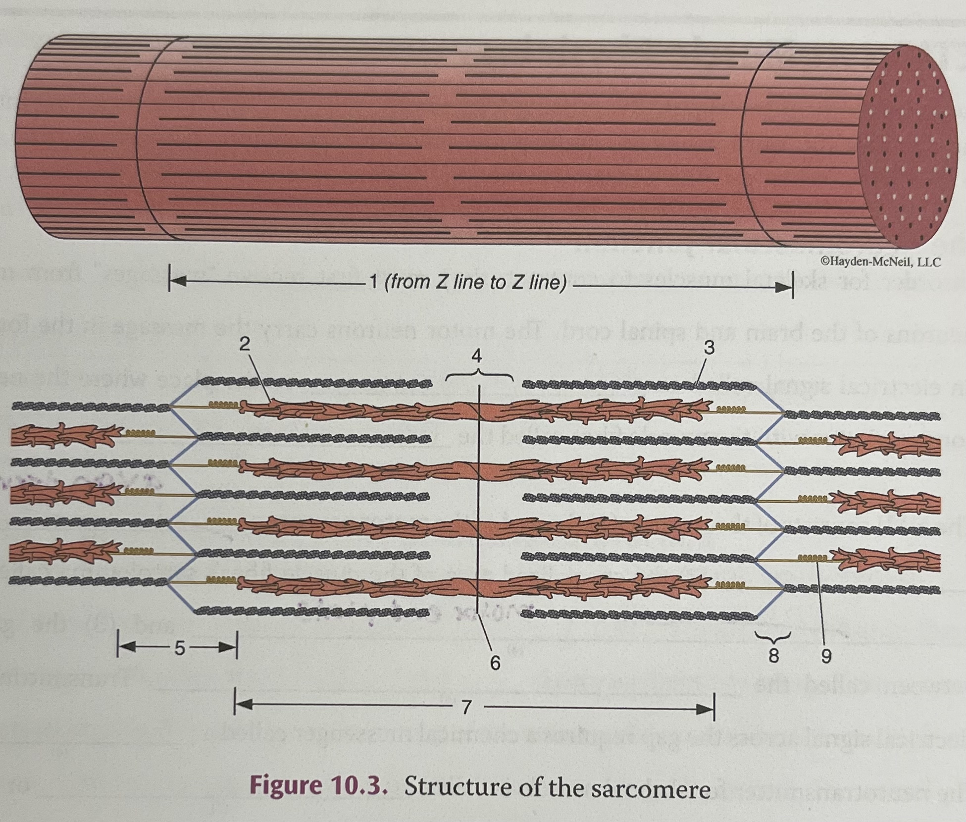 <p>5</p>