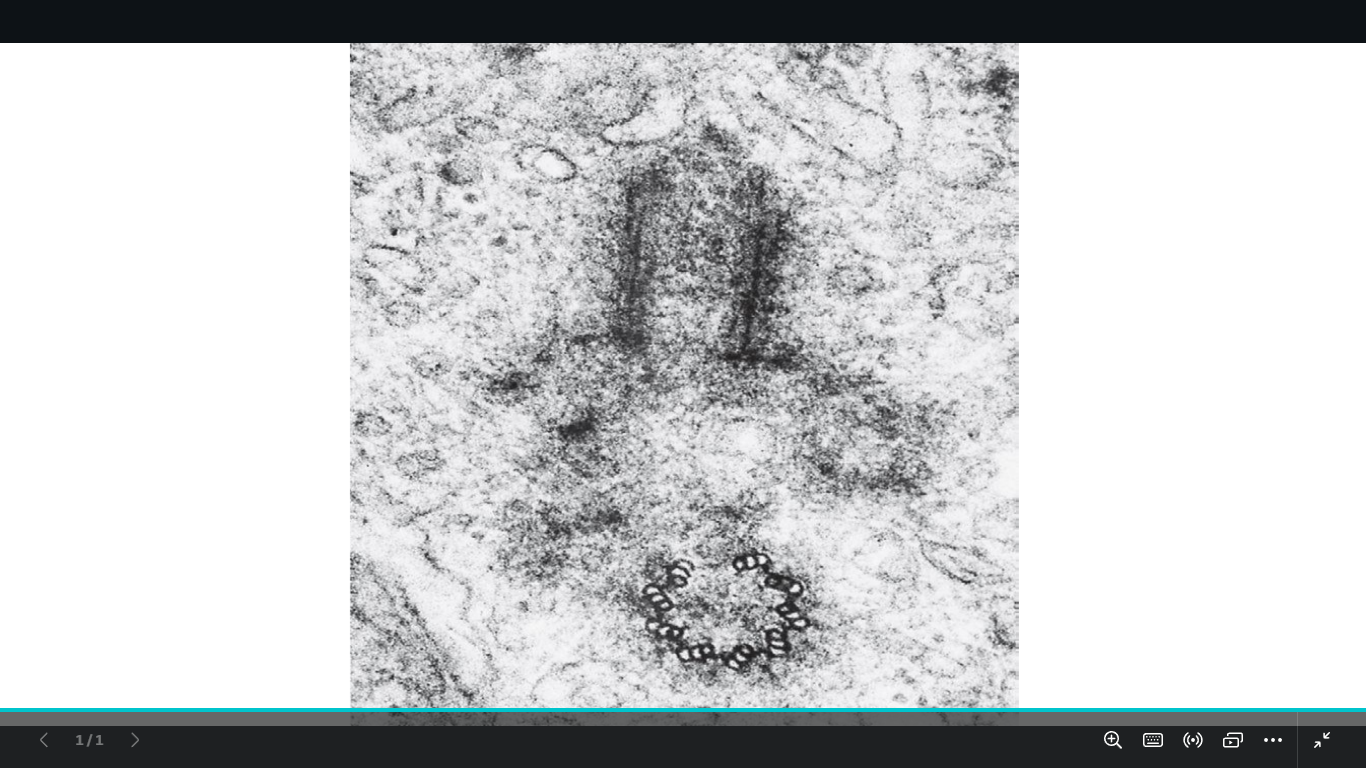 <p>identify </p><p>mention the internal structure</p>