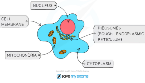 <p>-multicellular</p><p>-no cell wall or chloroplasts</p><p>-cell membrane made of fats and proteins </p><p>-proper nucleus with membrane so are eukaryotes+contain double stranded DNA</p><p>-cytoplasm site of chemical reactions/metabolism -mitochondria and glycogen granules</p><p>-heterotrophic-feed on other orgnaisms</p><p>-they can move around from one place to another</p><p>-They have soem kind of nervous coordination (which aids in movement in animals) which means they can rapidly to change sin tehir environmnet</p><p>-They often store carbohydrates as <strong>glycogen</strong></p>