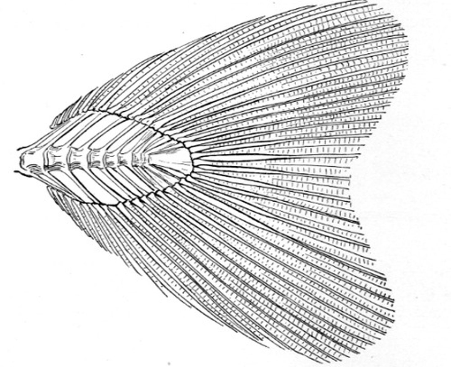 <p>Symmetrical tail where vertebrae end at the base of the fin.</p>