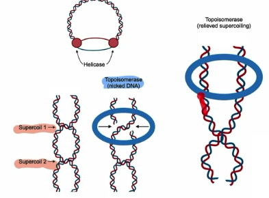 <ul><li><p>relieves built up tension from supercoiling </p></li><li><p>Periodically cuts one strand to allow DNA to unwind then reattach</p></li></ul><p></p>