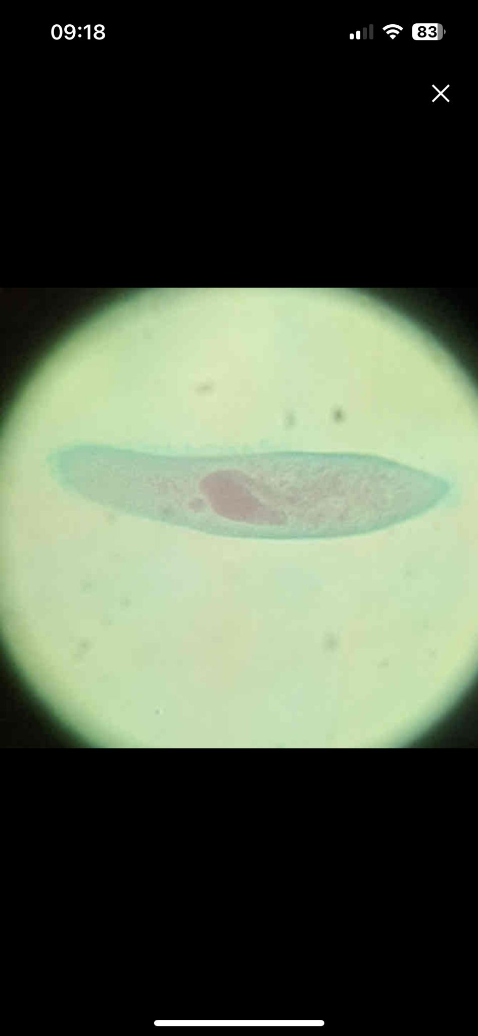 term image