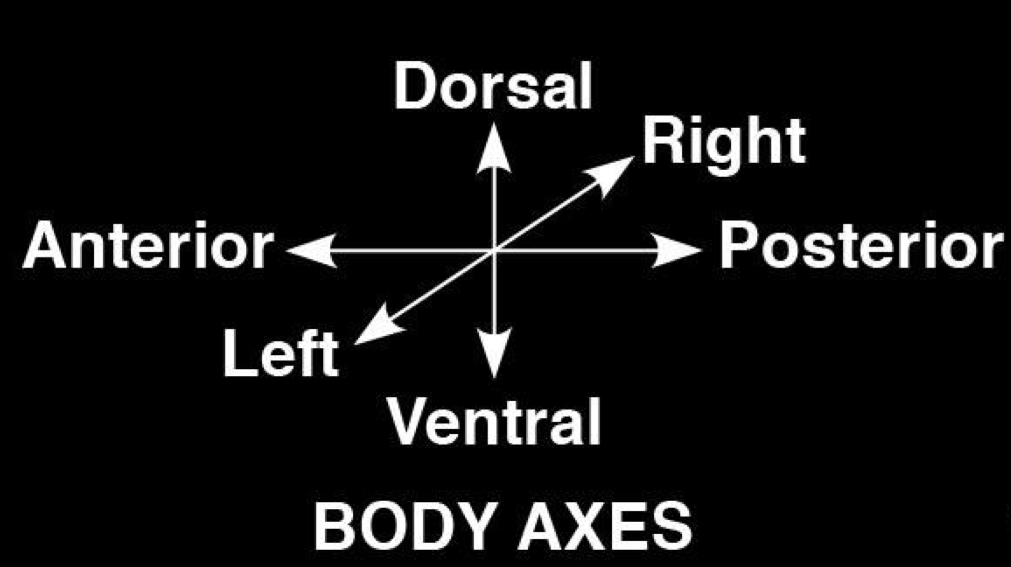 <p>Process by which tissues and organs are spatially organized into their characteristic places</p>