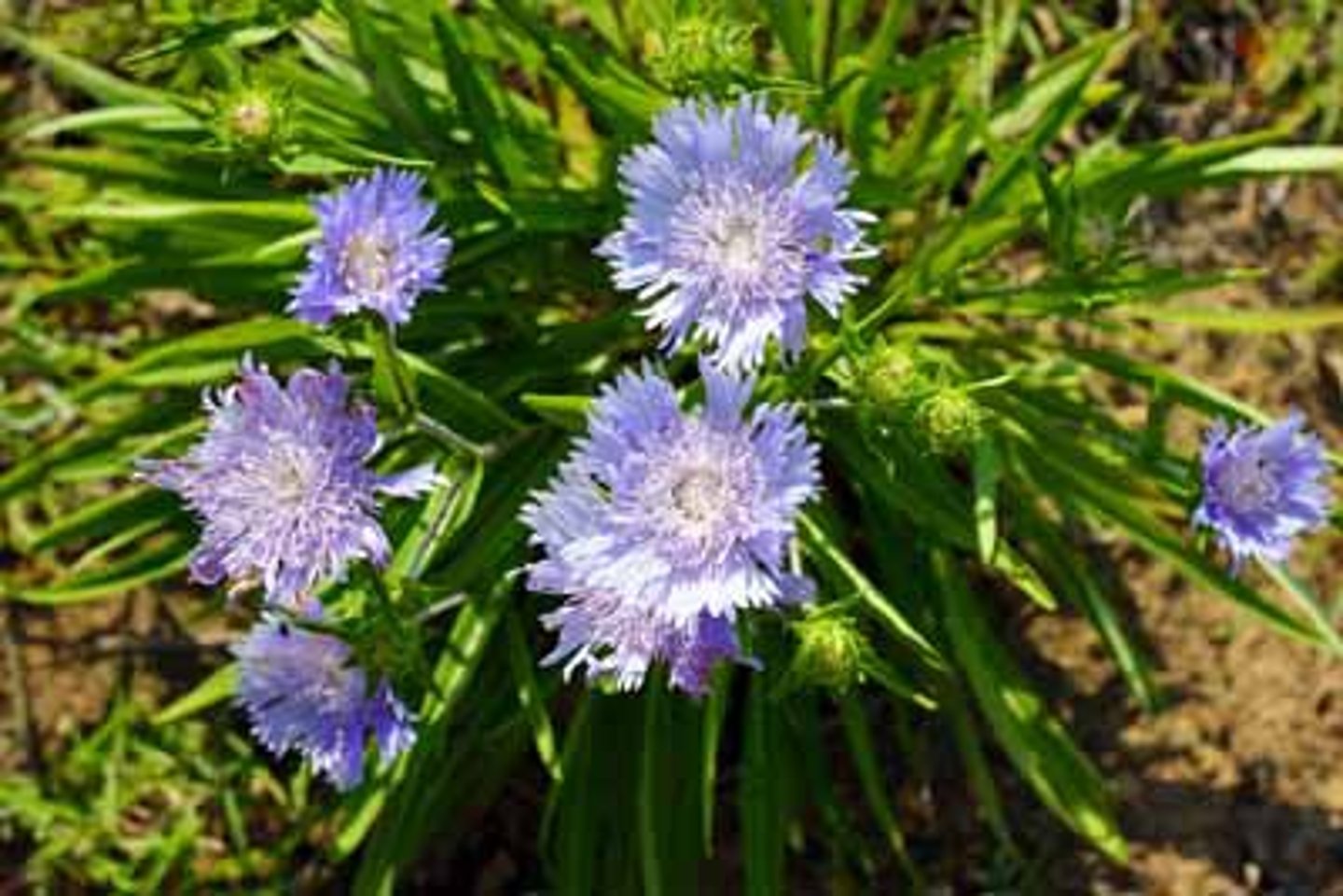 <p>stoke's aster</p>