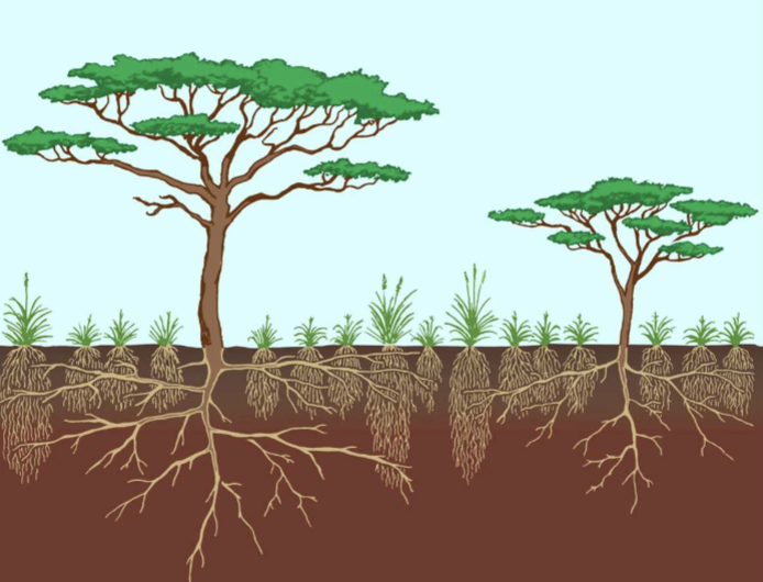 <p>vertical structure (grasses + trees/shrubs)</p>