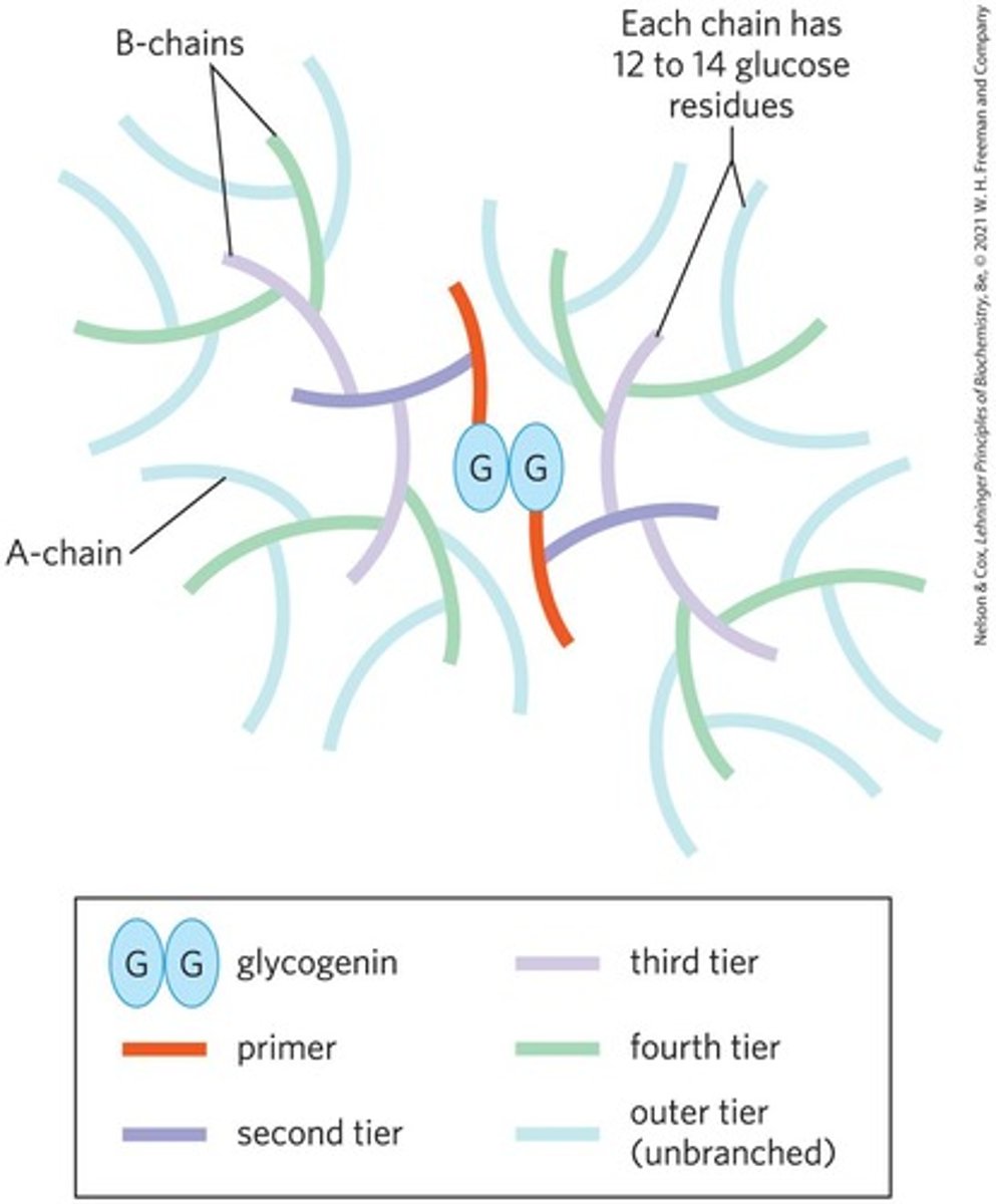 <p>Glycogen is a homopolymer of α-D-glucose with α-1,4 linkages and branching at α-1,6 linkages approximately every 8-10 residues.</p>