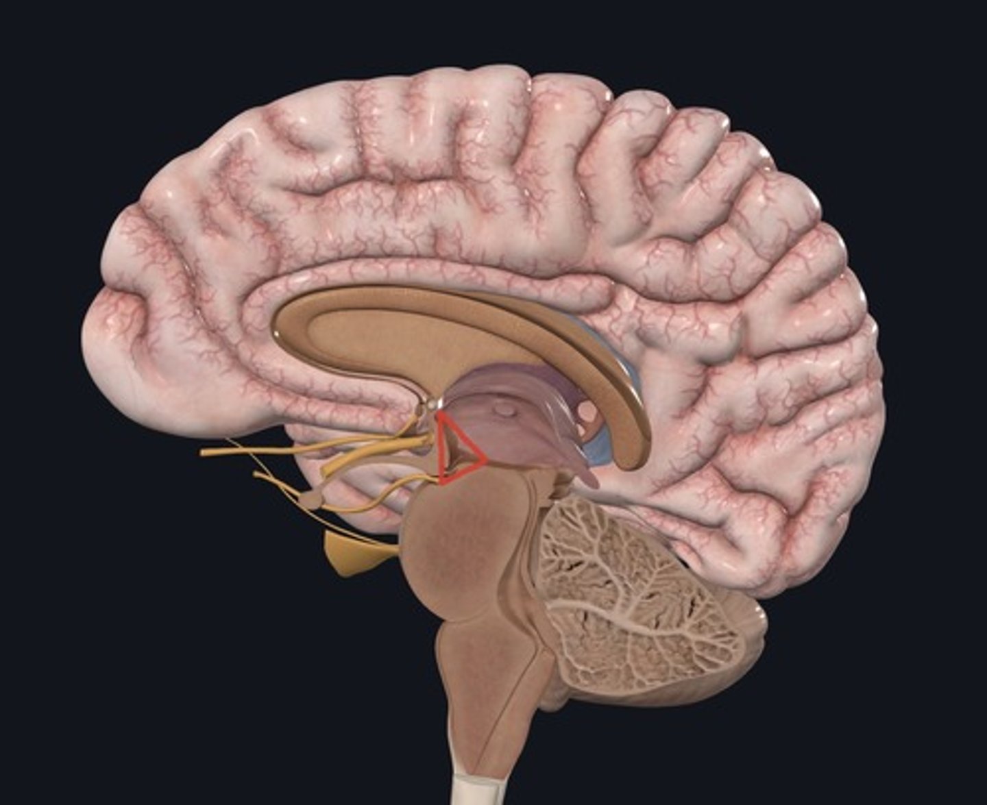 <p>Name the structure marked by the red lines.</p>