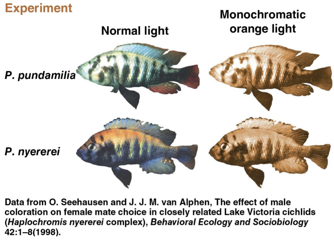 <p>Reproductive selection</p>