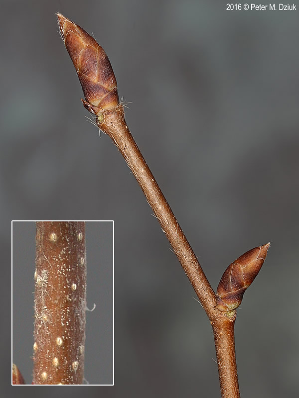 <p>Common name: hophornbeam</p><p></p><p>Genus: Ostrya</p><p></p><p>Species: virginiana</p><p></p><p>Family: Betulaceae</p>