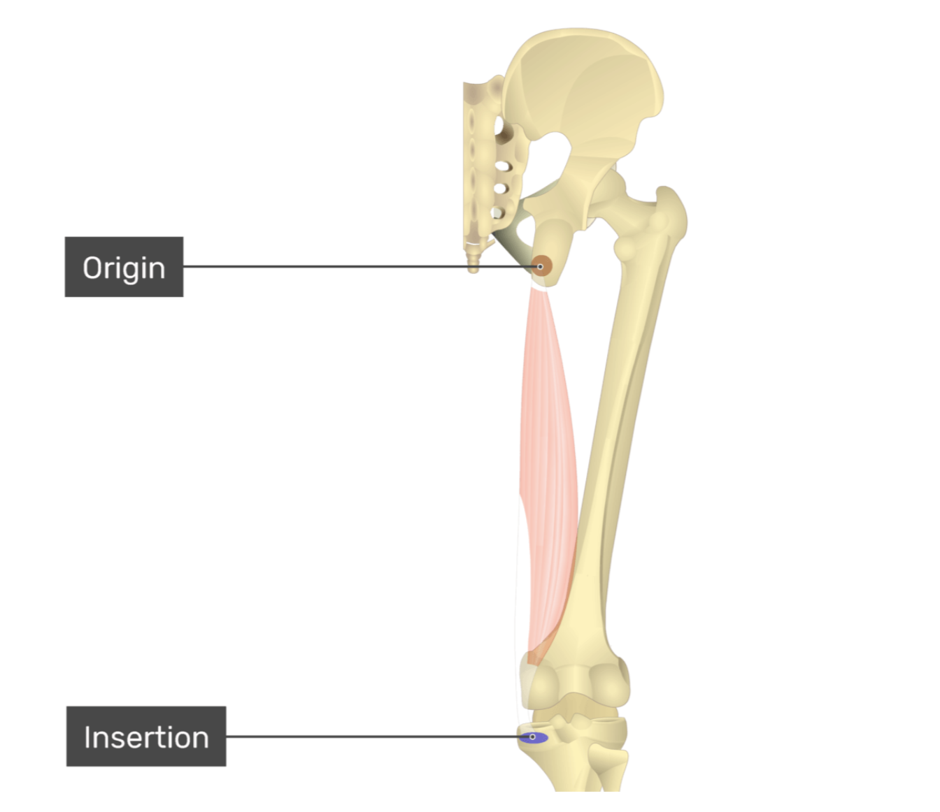 <p>semimembranosus</p>