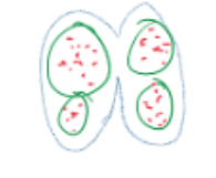 <p>bilobed with 2 pollen chambers per lobe</p><p>c.s.- 2 N microspore mother cells</p>