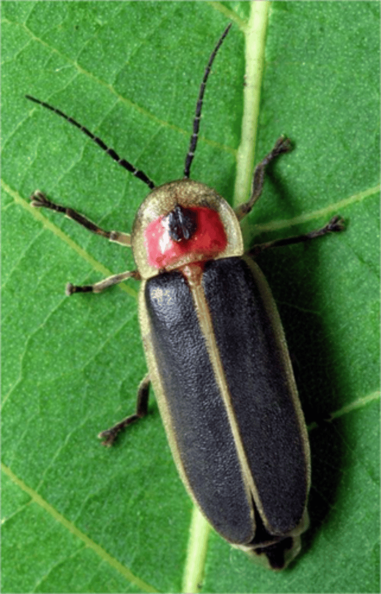 <p>-Elytra are soft and &amp; flexible</p><p>-Bioluminescent organs</p><p>-Luciferin</p><p>(1)Reacts with O2 to emit light</p><p>(2) Light used to attract mates</p><p>-Females sometimes wingless</p><p>-Femme fatale: Photuris</p>