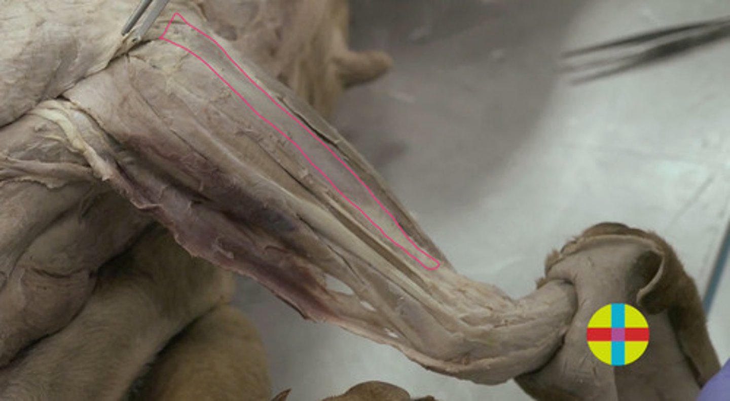 <p>se localiza caudal al m. extensor digital lateral en la cara caudolateral del cúbito. </p><p>Origen: Epicóndilo lateral húmero</p><p>Inserción: hueso accesorio del</p><p>carpo.</p><p>Función: Extensor (carnívoros) o flexor (ungulados) y fijador carpo. Extensor del</p><p>codo.</p><p>Inervación: n. radial.</p>