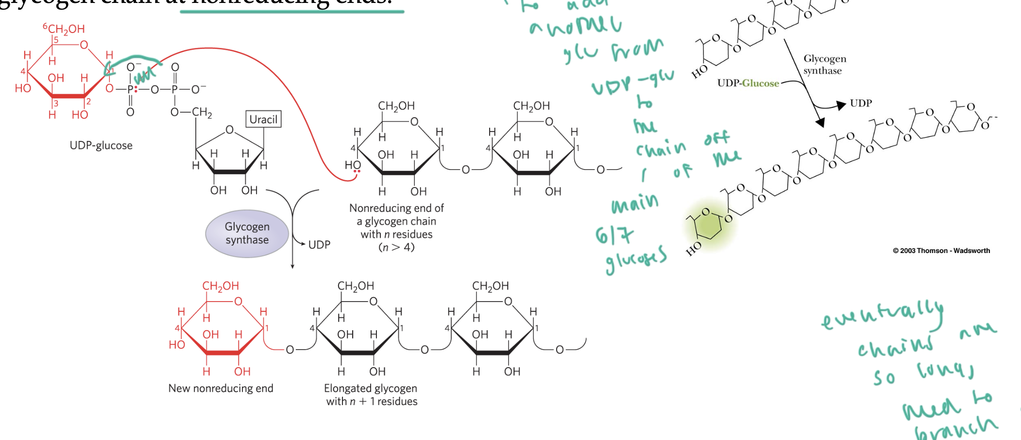 <ul><li><p>glycogen synthase breaks the phosphodiester bond of UDP-glucose and forms a alpha(1,4) glycosidic bond between glucose and the growing chain at its nonreducing end</p></li><li><p>so a UDP without a glucose is left as byproduct</p></li><li><p>once the chain is about 13 sugars long, it will branch out via branching enzyme</p></li></ul><p></p>