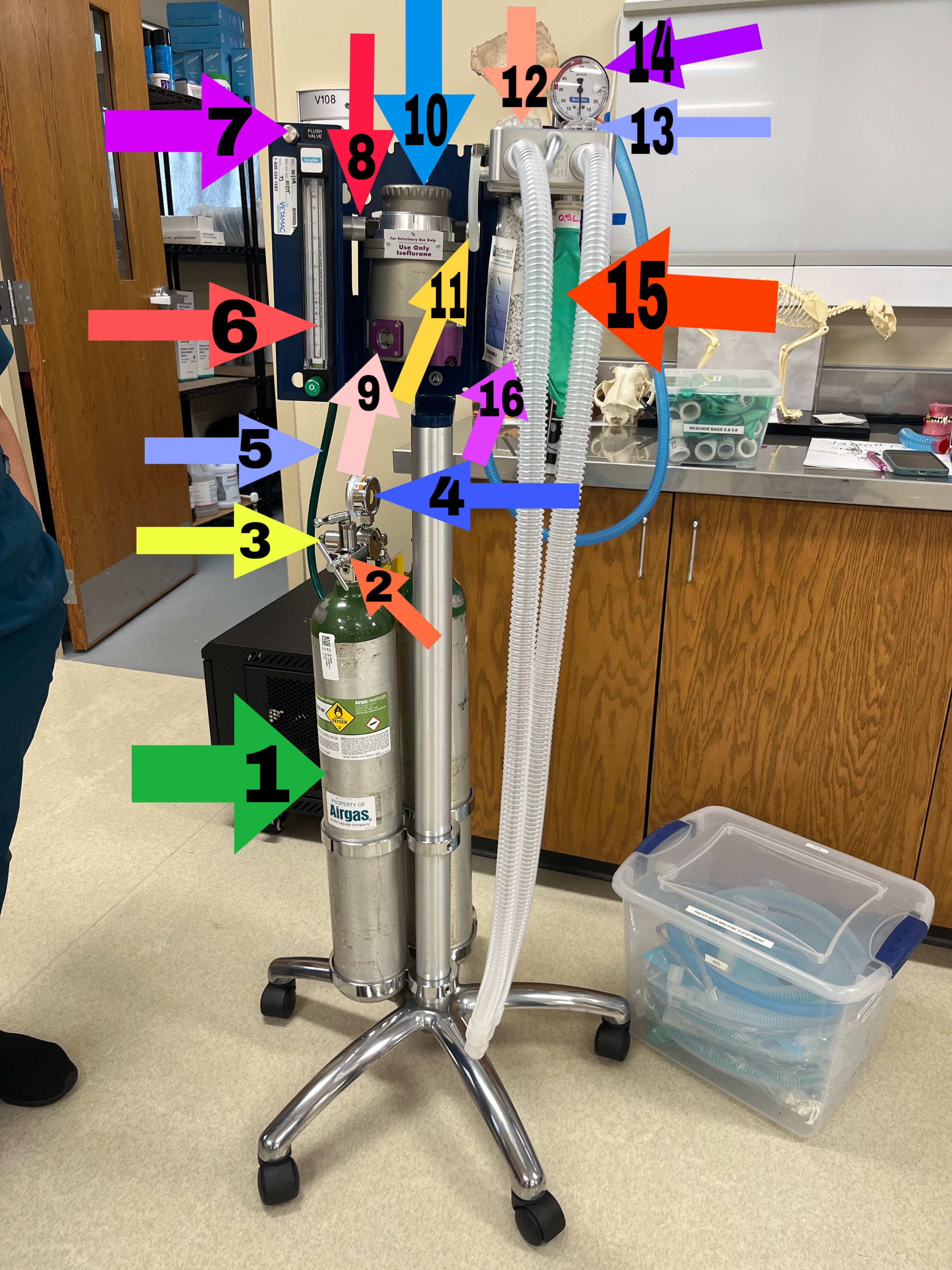 <ul><li><p>oxygen line</p><ul><li><p>moves oxygen into internal system of machine</p></li></ul></li></ul><p></p>