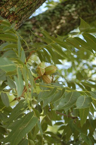 (Carya illinoinensis)