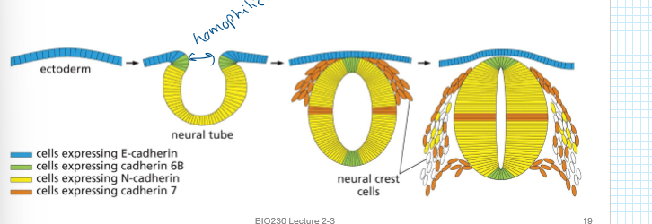 <p>cells express different cadherins to establish new interactions and ensure nueral tube closure (due to homophilic binding)</p>