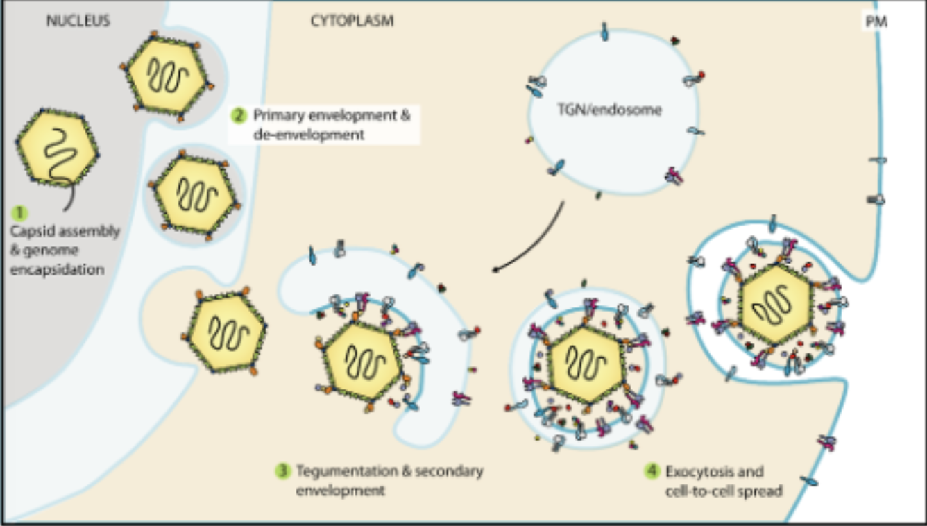 <p>Has to <strong>disrupt nuclear lamina to escape into the cytoplasm to capture the tegument</strong></p><p></p><p>Buds into the nuclear membrane on the nuclear side, Buds out on cytosolic side</p><p>Catches tegument factors, buds into transgolgi network, gains its lipid envelope and is they exocysed out of cell</p><p>The nuclear membrane is hard to break through, but herpesvirus hijacks CDK activity, just like in mitosis, to weaken it so the virus can escape the nucleus.</p><p></p><p></p><p></p>