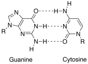 3 Hydrogen bonds ( C, G, 3)