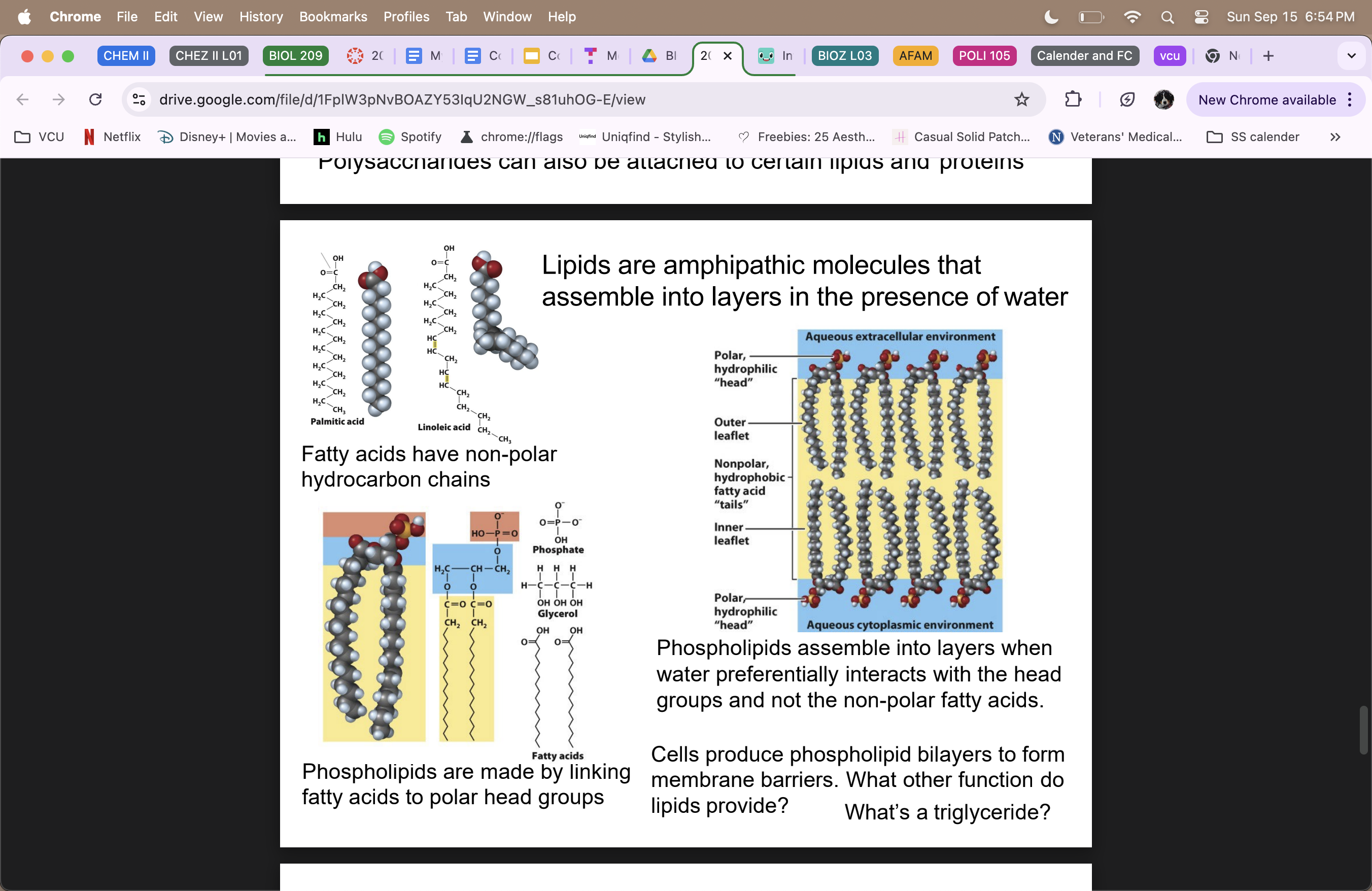 <ul><li><p>are <strong>amphipathic (hydrophilic and hydrophobic properties) </strong> molecules that assemble into layers in the presence of water </p></li><li><p>not true polymers </p></li><li><p>fatty acids have non-polar hydrocarbon chains </p></li><li><p>phospholipids link fatty acids to polar head groups (<strong>phosphate head= hydrophilic; tails=hydrophobic</strong>) </p></li><li><p>Phospholipid bilayer (cells produce them to form membrane barriers) </p></li><li><p><strong>triglyceride</strong> = 3 fatty acid chains connected to glycerol  </p></li></ul><p></p>