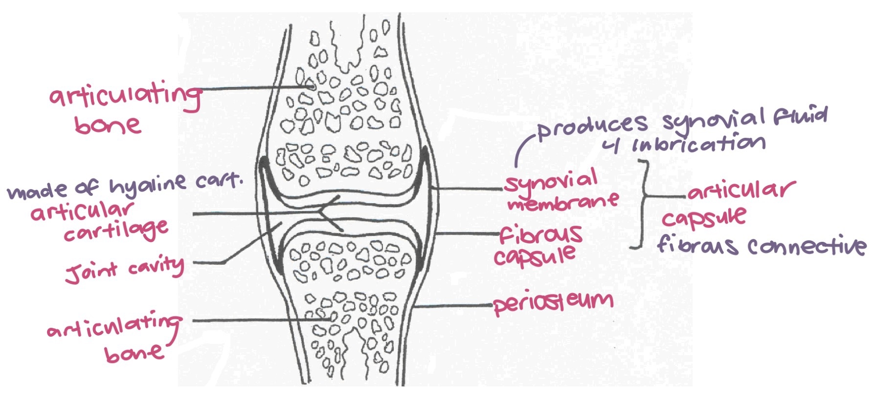 <p>synovial joint diagram</p>