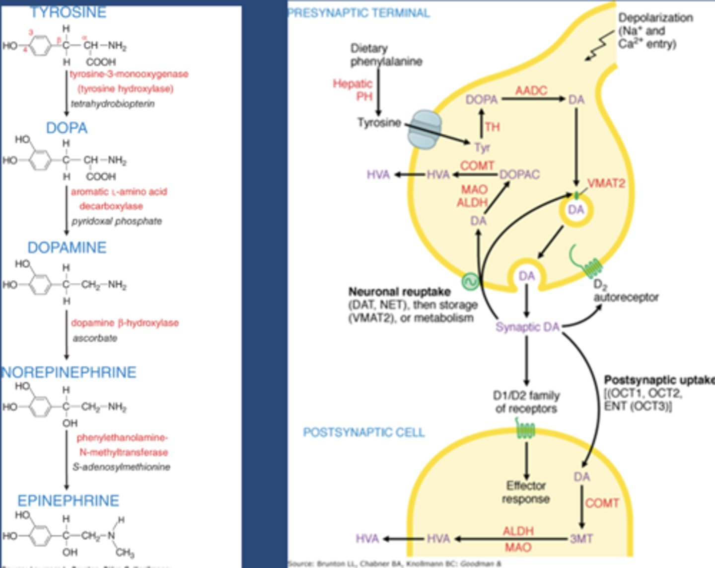 <p>-Tyr comes from our diet</p><p>-TH: tyrosine hydroxylase</p><p>-TH converts Tyr to Dopa</p><p>-Aadc: aromatic amino acid decarboxylase</p><p>-Aadc converts dopa to dopamine</p>