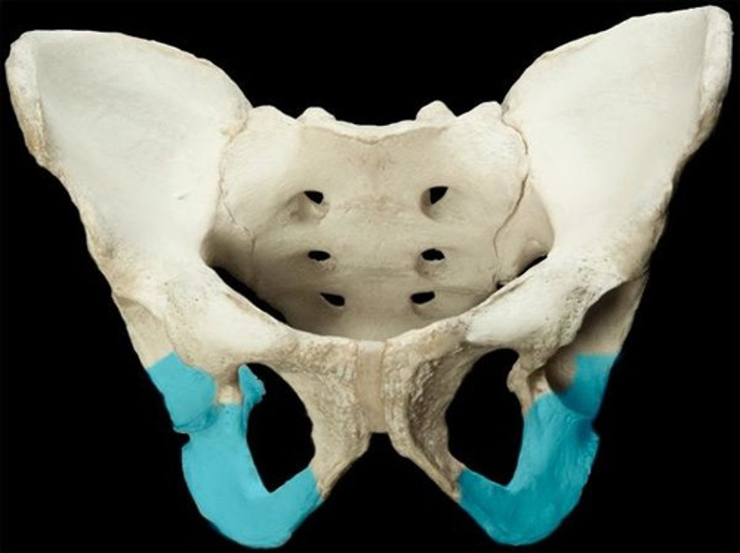 <p>ID bone</p>