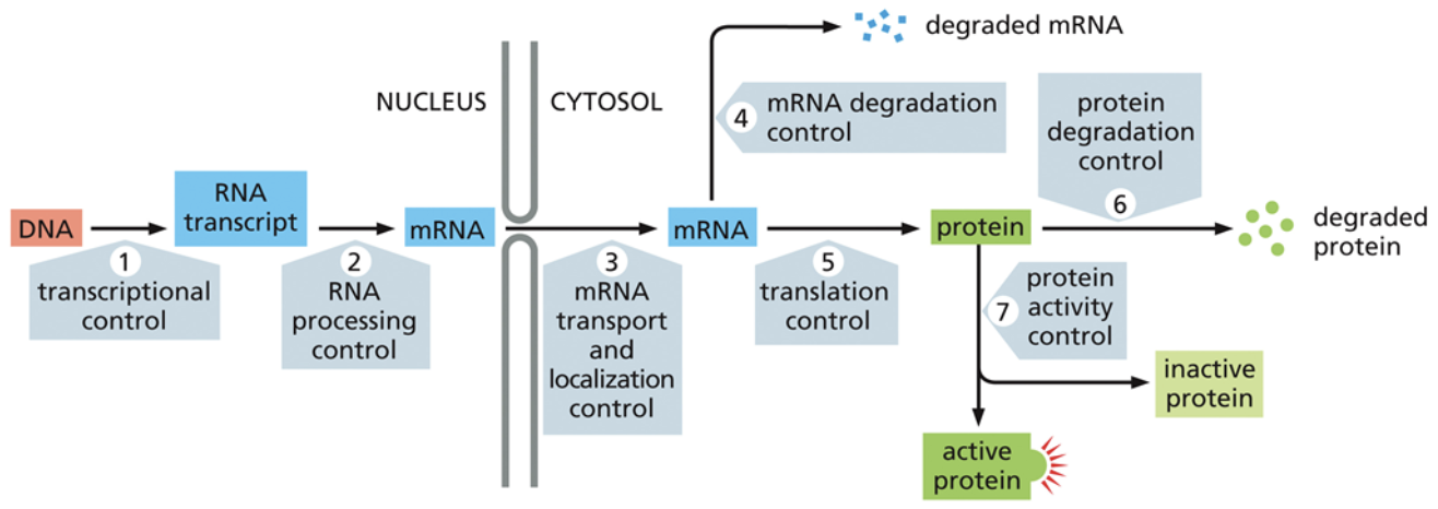 <p>It determines when, where, and how much of a protein will be made. <span style="background-color: transparent;"><span>This is important because the types of proteins that a cell has determines what functions it can carry out</span></span></p>