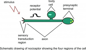 <p>Nociceptors are pain receptors in the skin. They respond to stimuli such as high temperature, acid, and chemicals. </p><p>When stimulated, Na<sup>+</sup> channels on nociceptors open, so Na<sup>+</sup> flow in. If it reaches the threshold potential, an action potential is created and travels to the brain. There, pain is felt. </p>