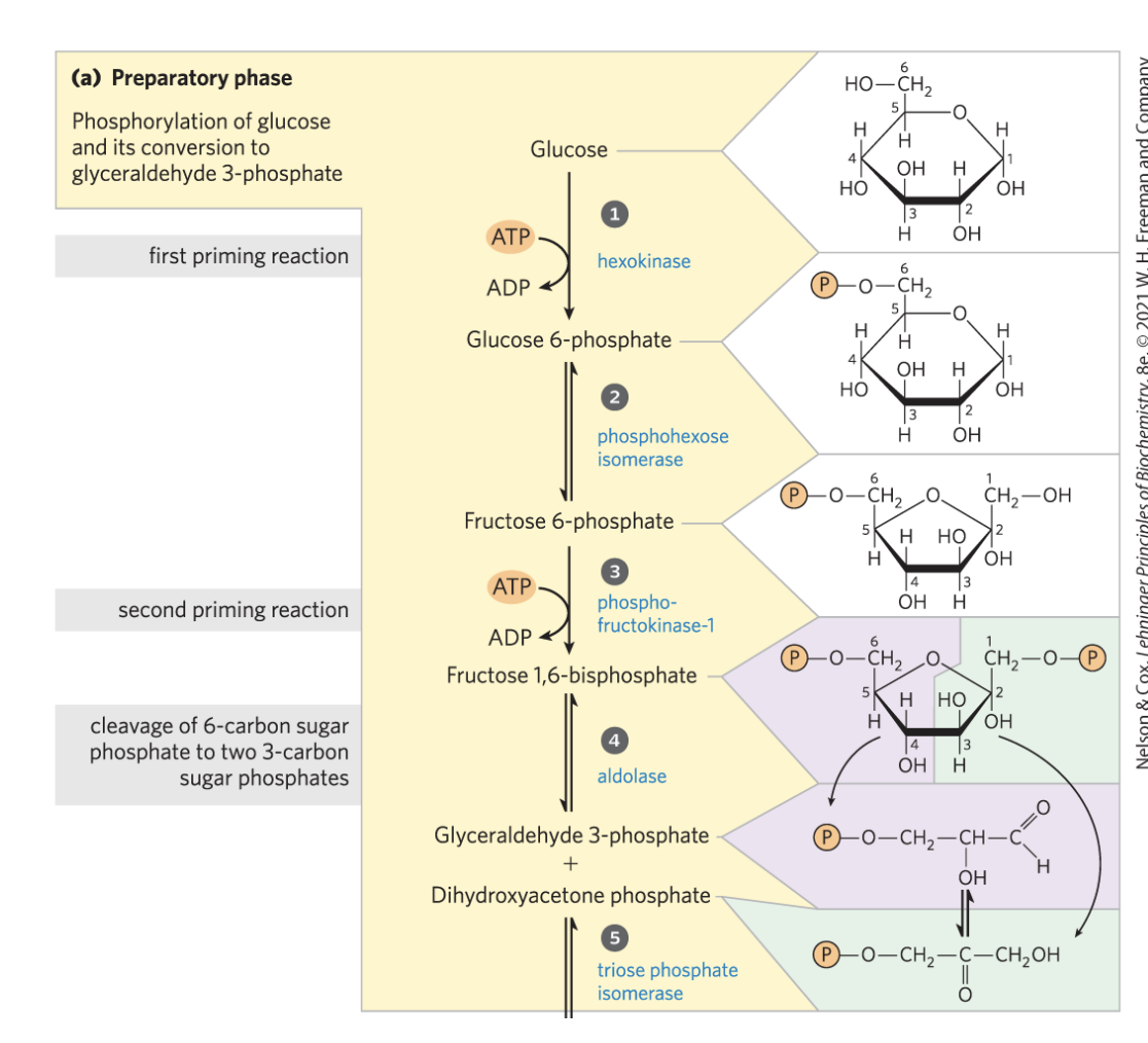 <p>glucose is made into a symmetrical molecule which is then cleaves to eventually become 2 pyruvate later</p>